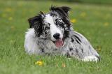 BORDER COLLIE 1000